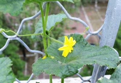 廣西蔬菜標準化生產(chǎn)作范本 農(nóng)業(yè)端供給側(cè)改革亮眼